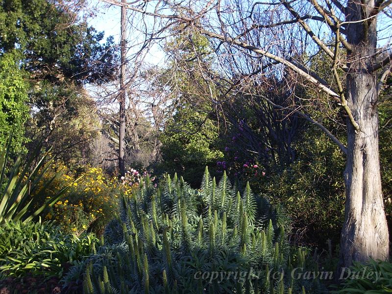 Melbourne Botanic Gardens IMGP2130.JPG